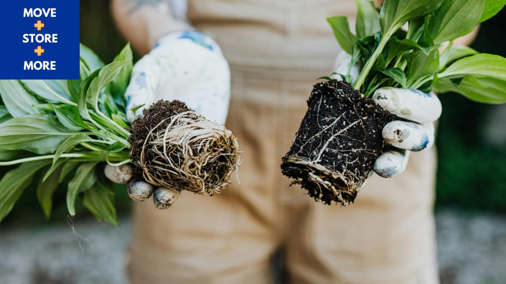 Image of a person holding two uprooted outdoor plants.
