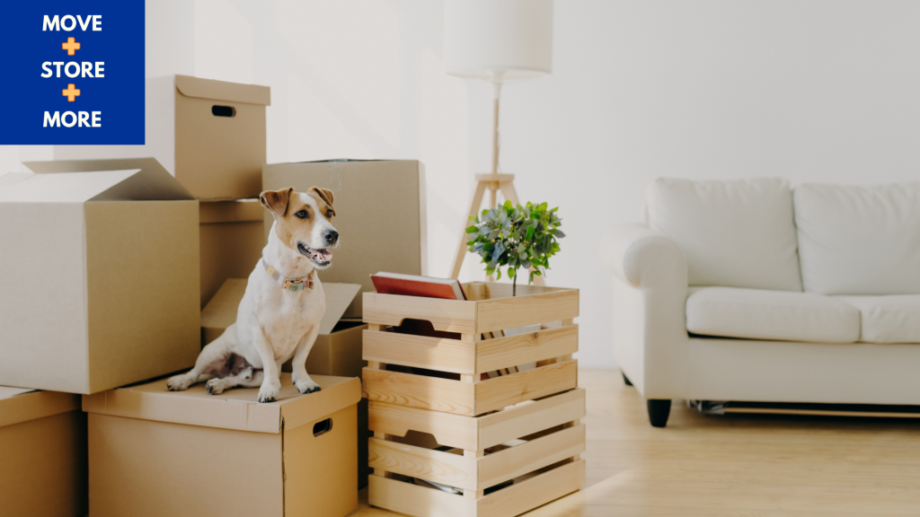 Image of a dog sitting among moving boxes.