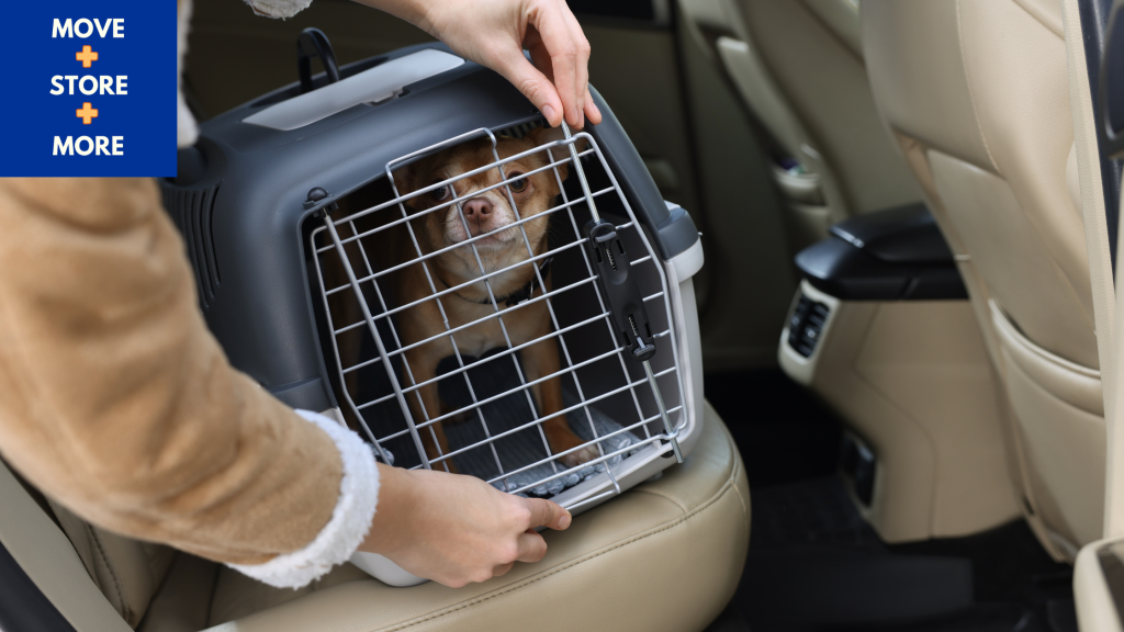 Image of a dog in a carrier, secured in a vehicle.