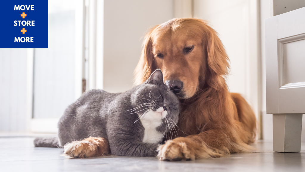 Image of a dog and cat hugging each other in a new house.