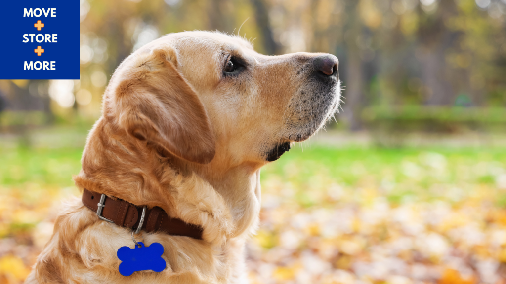 Image of dog wearing a pet collar with identification tag.